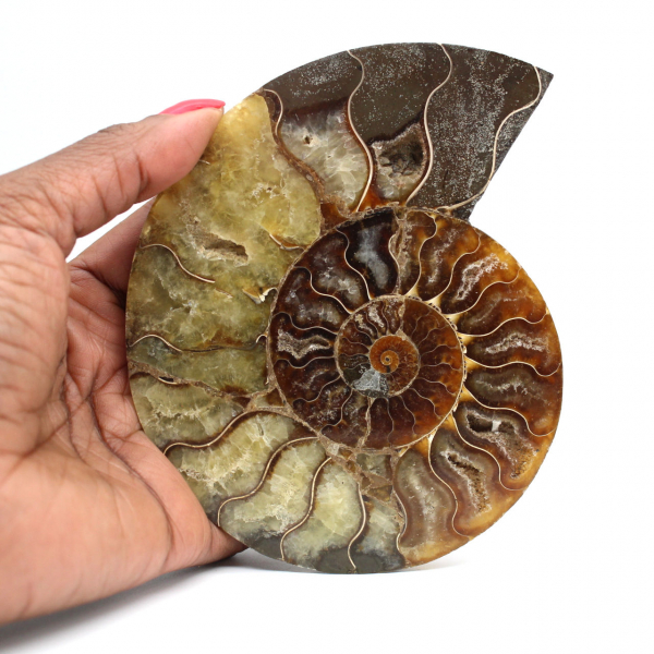 Fossilized polished ammonite