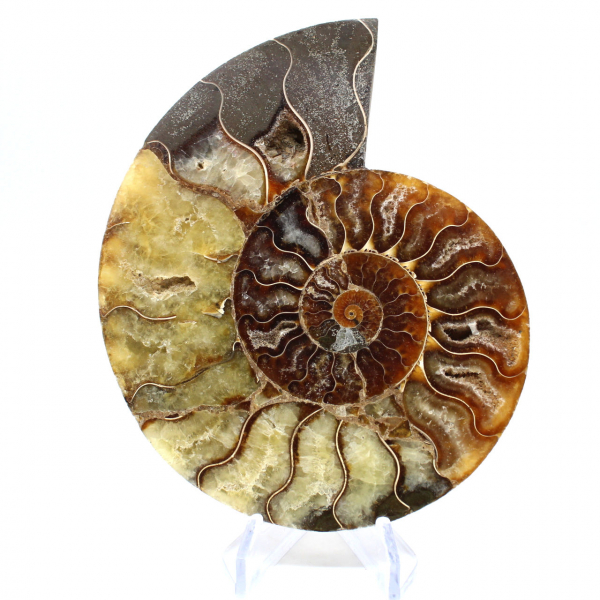 Fossilized polished ammonite