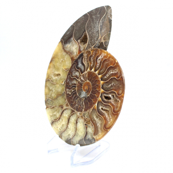 Fossilized polished ammonite