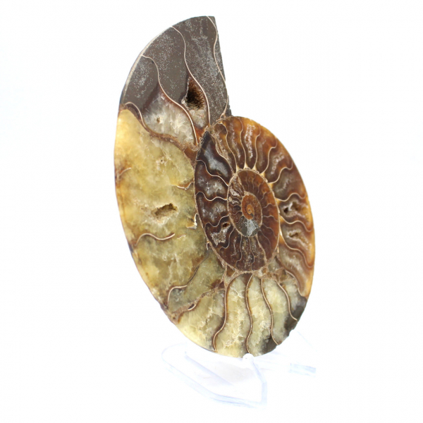 Fossilized polished ammonite