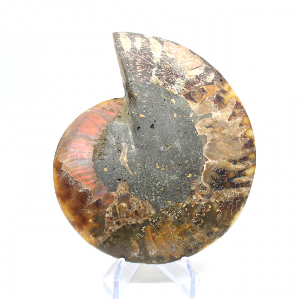 Fossilized polished ammonite