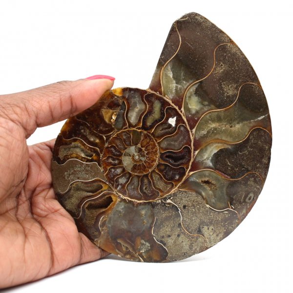 Natural fossil ammonite