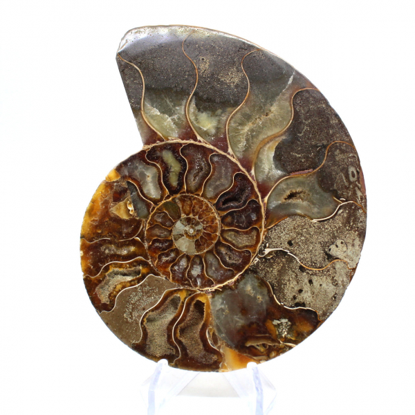 Natural fossil ammonite