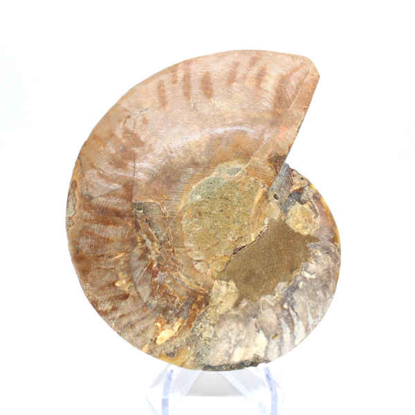 Natural fossil ammonite