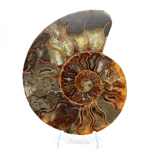 Polished ammonite fossil