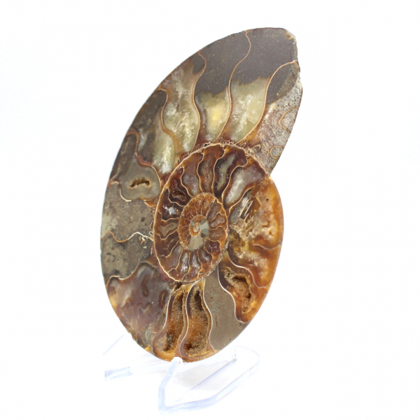 Polished ammonite fossil