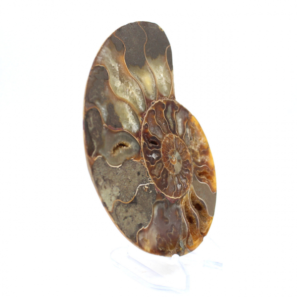 Polished ammonite fossil