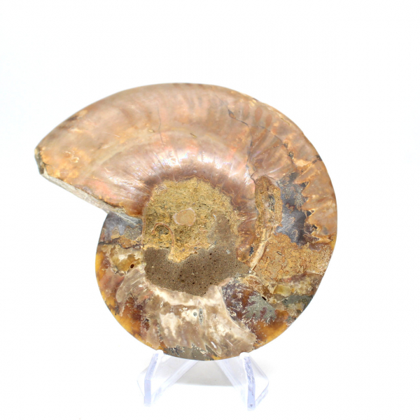 Polished ammonite fossil