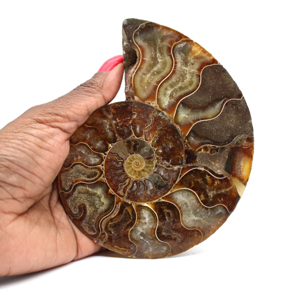 Ammonite fossil from Madagascar