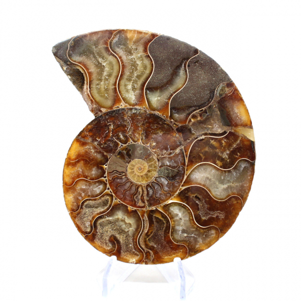 Ammonite fossil from Madagascar