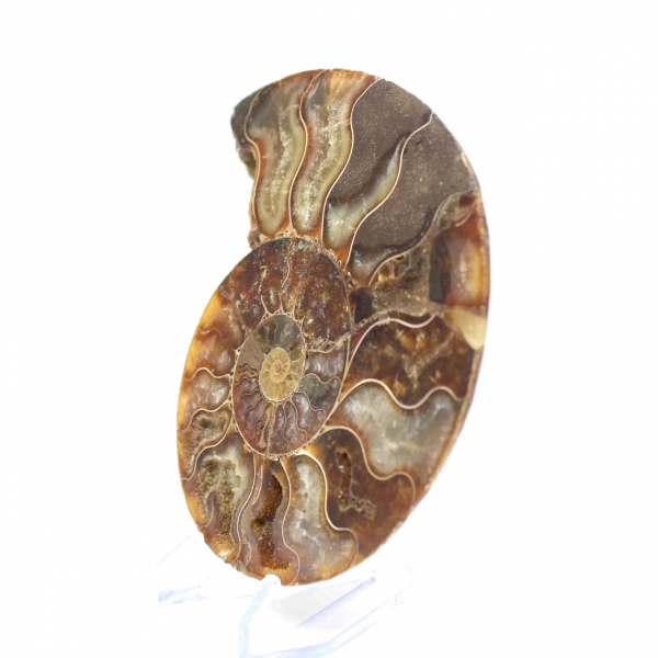 Ammonite fossil from Madagascar