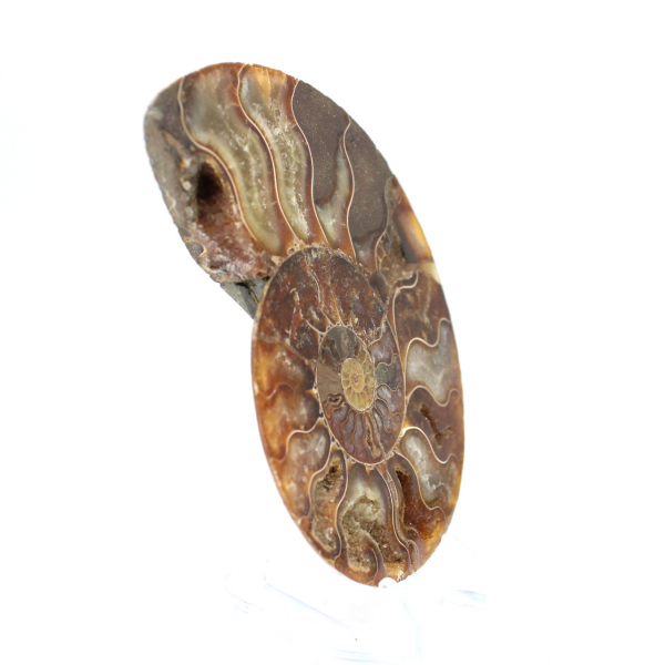 Ammonite fossil from Madagascar