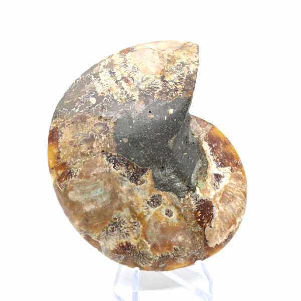 Ammonite fossil from Madagascar