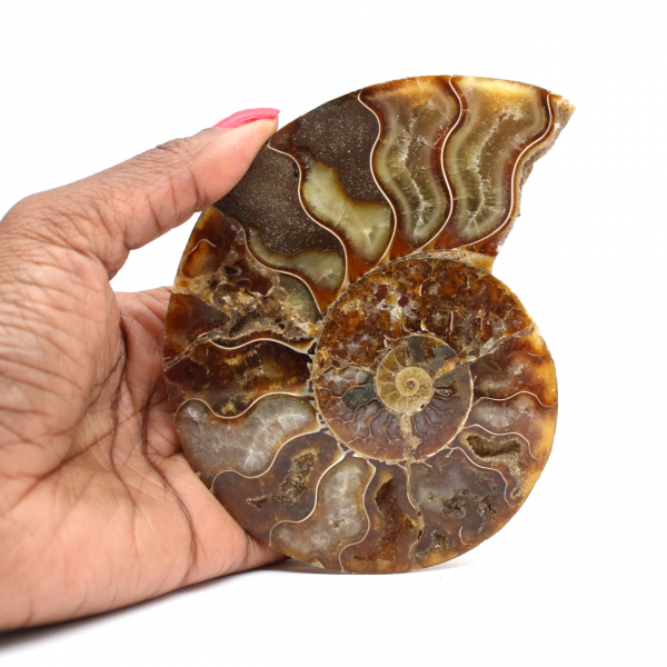 Ammonite fossil one piece