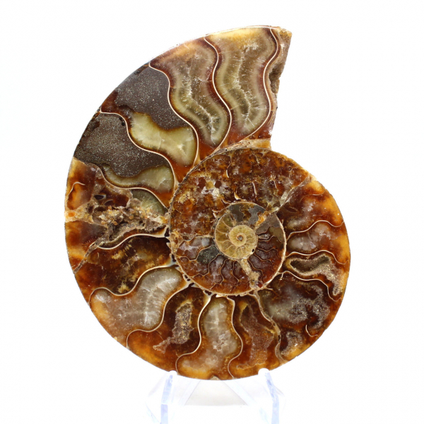 Ammonite fossil one piece