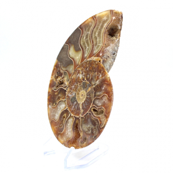 Ammonite fossil one piece