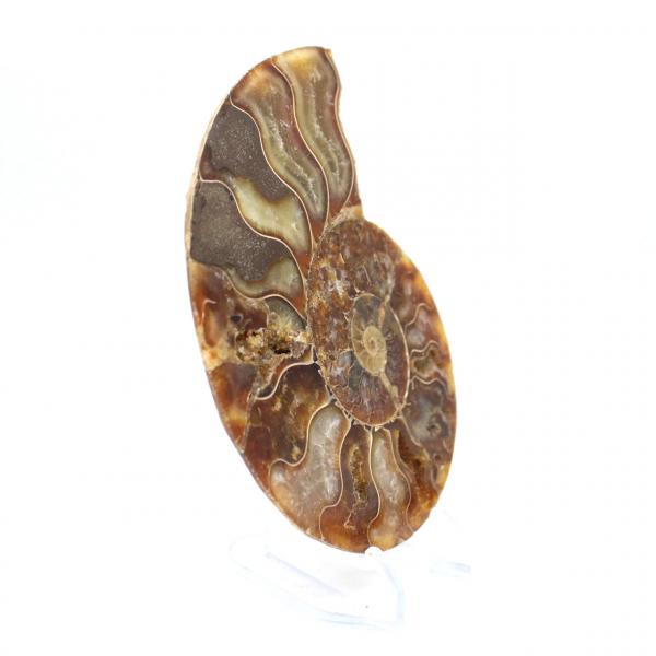 Ammonite fossil one piece