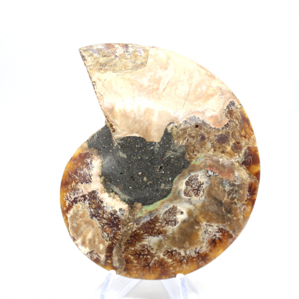 Ammonite fossil one piece