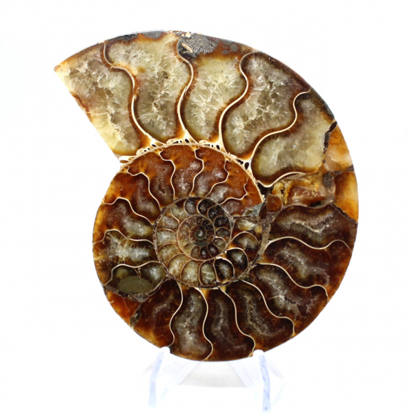 Polished fossil ammonite from Madagascar