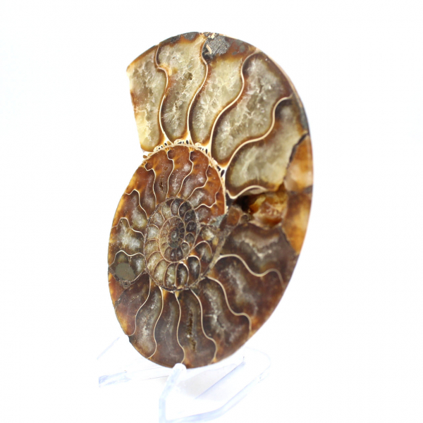 Polished fossil ammonite from Madagascar