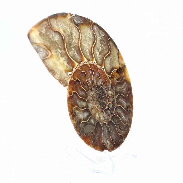 Polished fossil ammonite from Madagascar