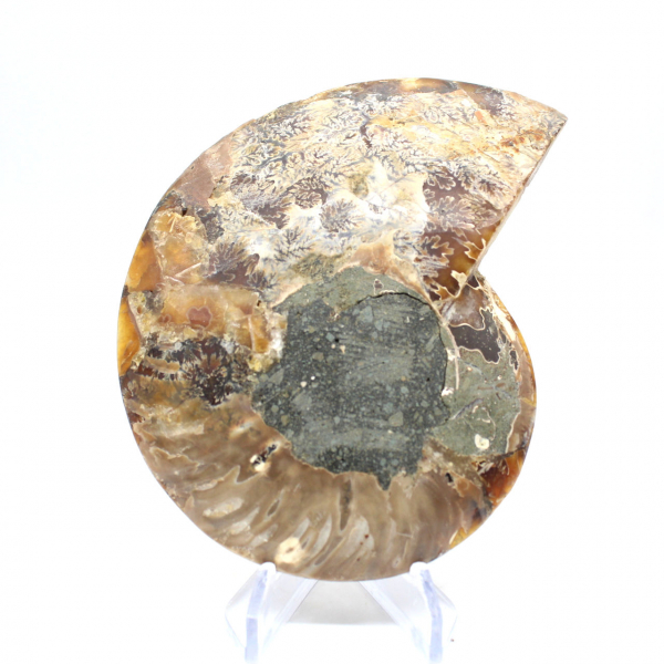 Polished fossil ammonite from Madagascar