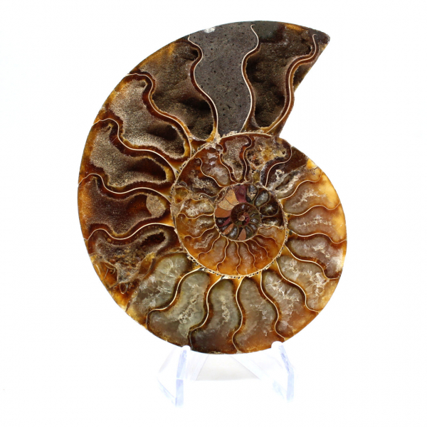 Fossilized ammonite