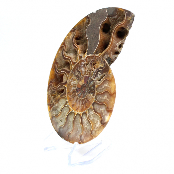 Fossilized ammonite