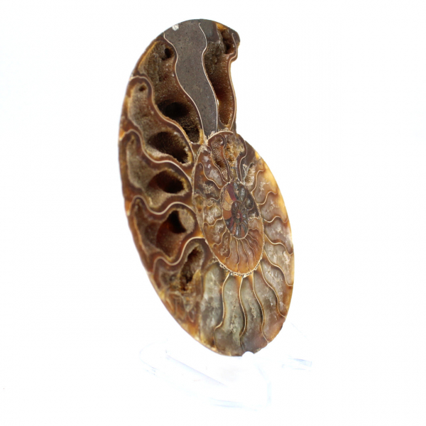 Fossilized ammonite