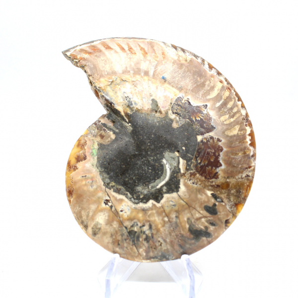 Fossilized ammonite