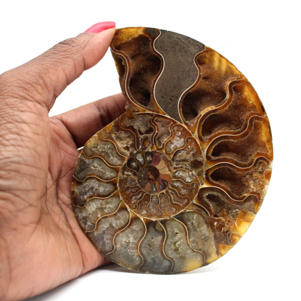 Ammonite from Madagascar