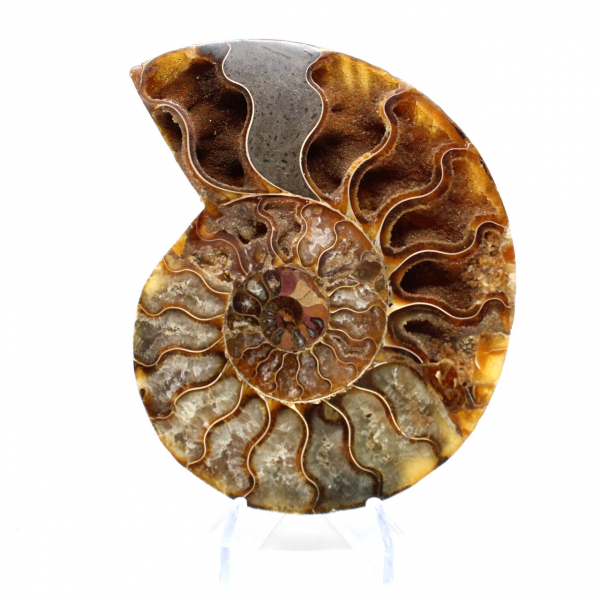 Ammonite from Madagascar