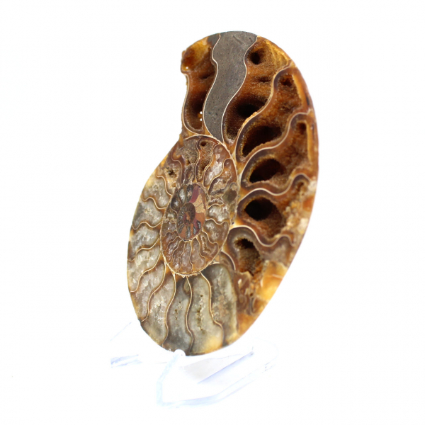 Ammonite from Madagascar