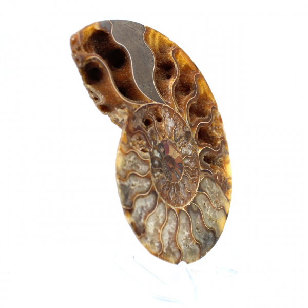 Ammonite from Madagascar