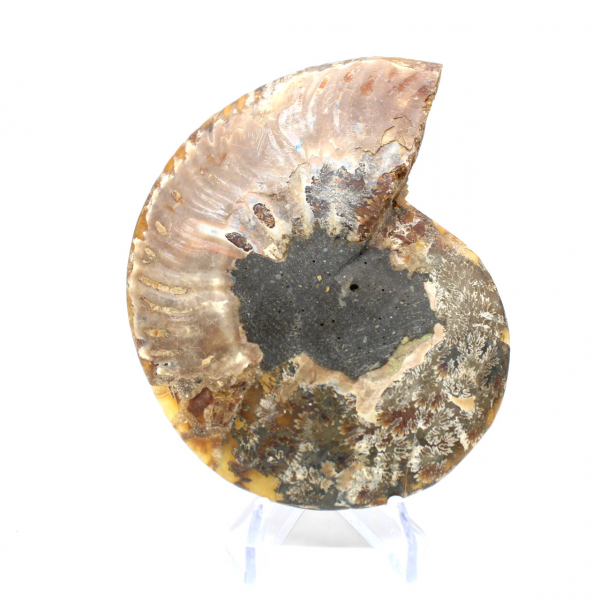 Ammonite from Madagascar