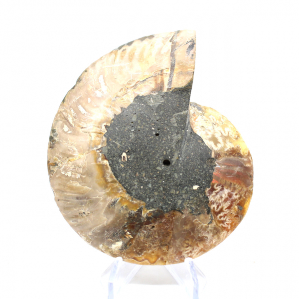 Ammonite