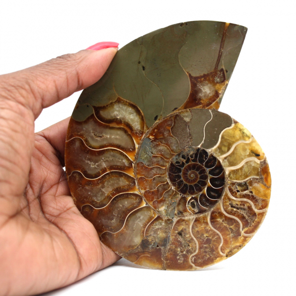 Sawn polished ammonite