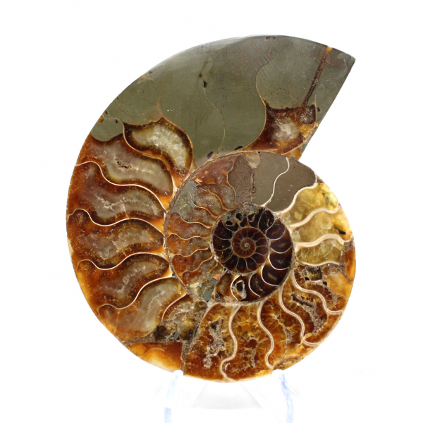 Sawn polished ammonite