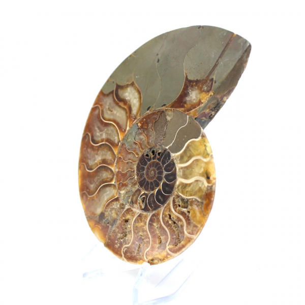 Sawn polished ammonite