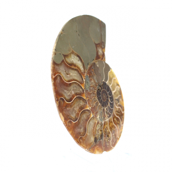 Sawn polished ammonite