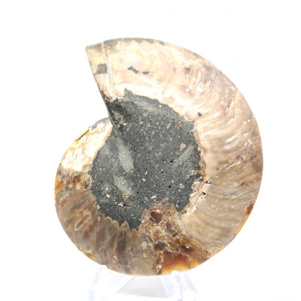 Sawn polished ammonite