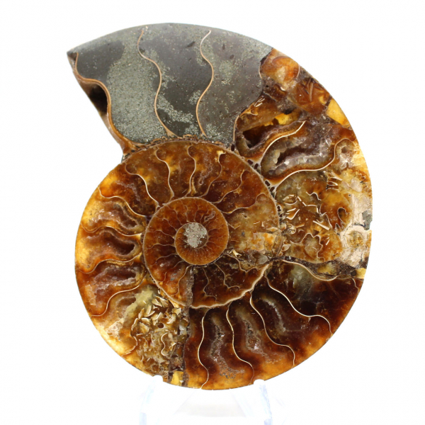 Fossilized polished ammonite