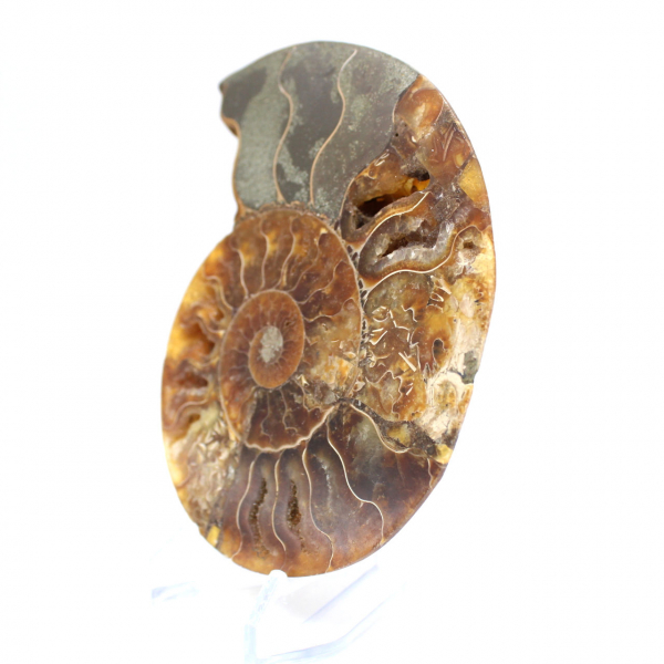 Fossilized polished ammonite