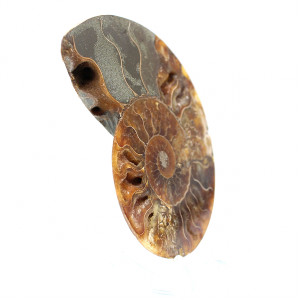 Fossilized polished ammonite