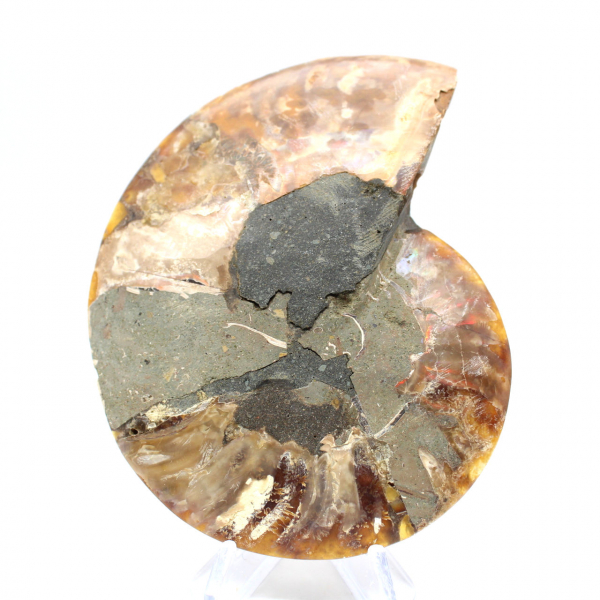 Fossilized polished ammonite