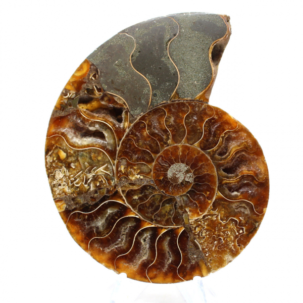 Natural fossil ammonite