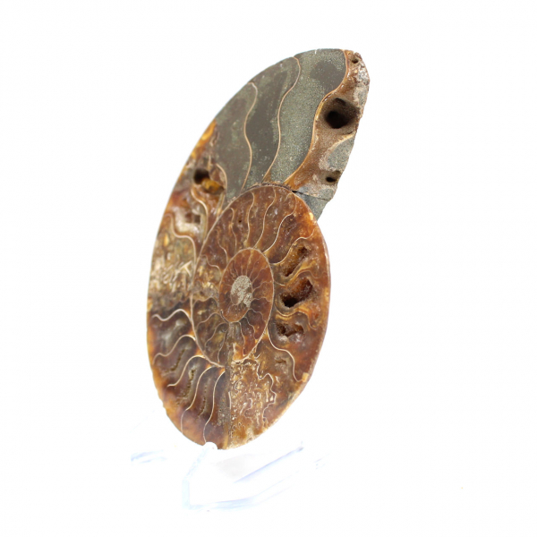 Natural fossil ammonite