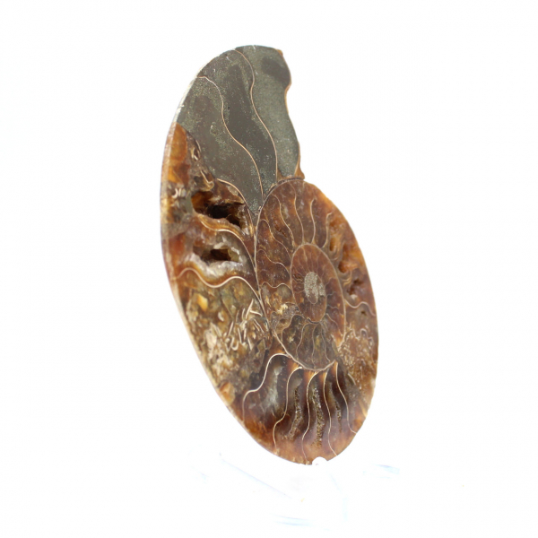 Natural fossil ammonite