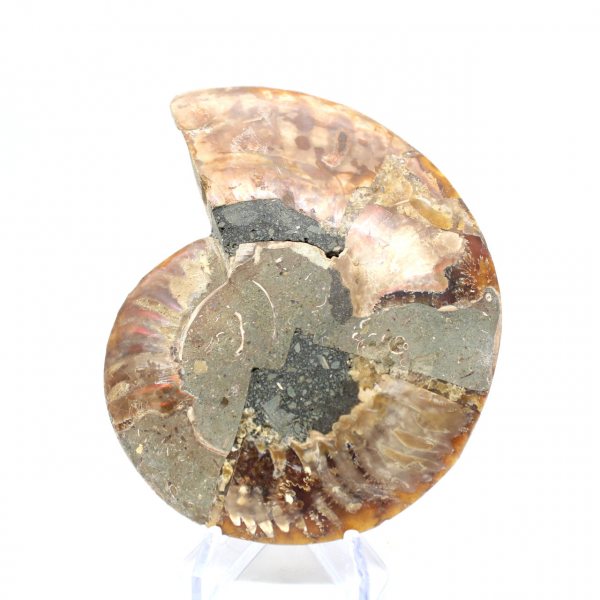 Natural fossil ammonite