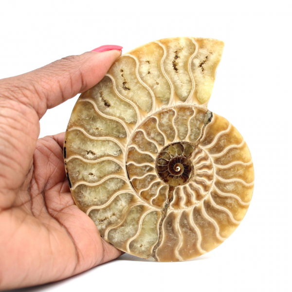 Polished ammonite fossil